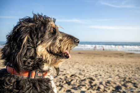 Beach Bum