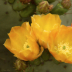 2Prickly Pear cactus blooms - ID: 15928478 © Sherry Karr Adkins