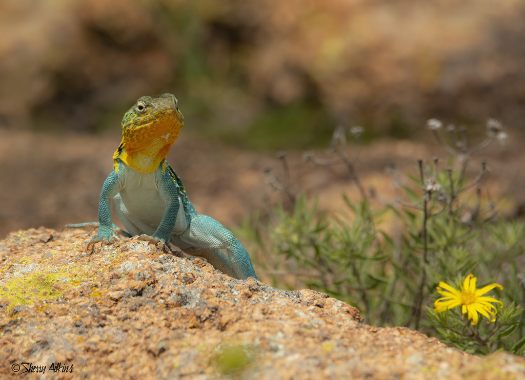Collared Lizard - ID: 15928518 © Sherry Karr Adkins