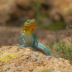 2Collared Lizard - ID: 15928518 © Sherry Karr Adkins