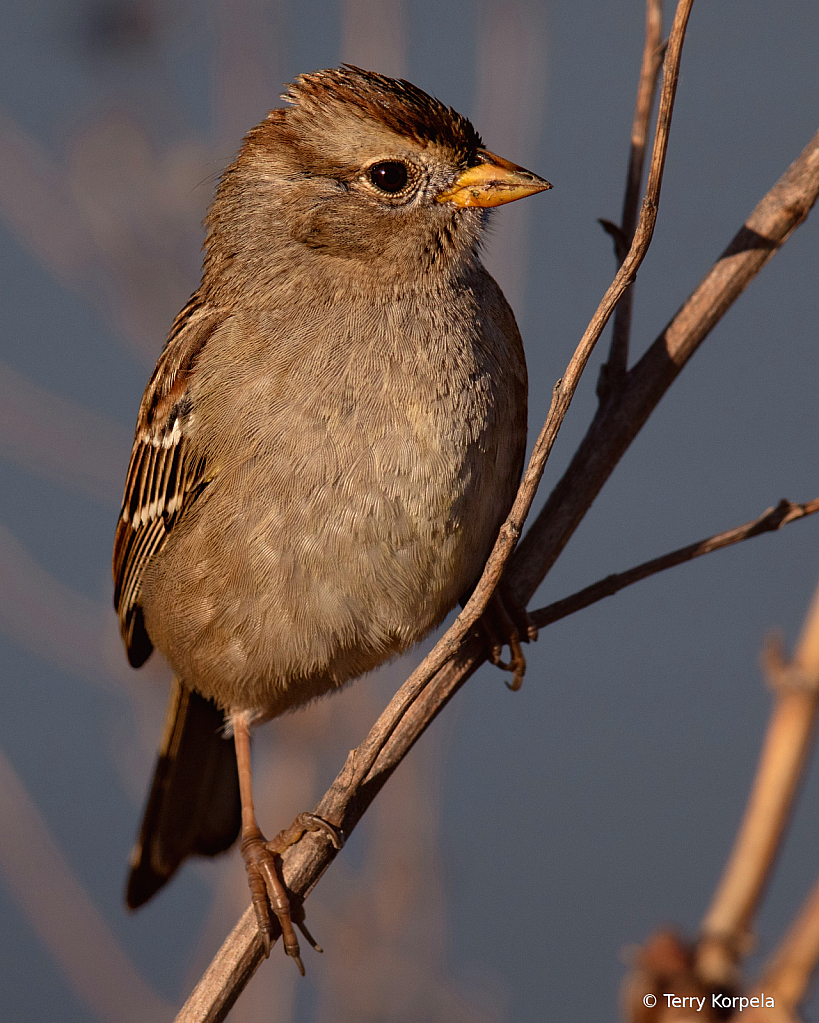 Last Light on a Song Sparrow