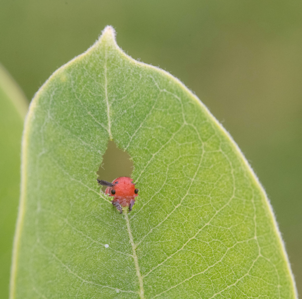 Milkweed Borer Boring through the Milkweed