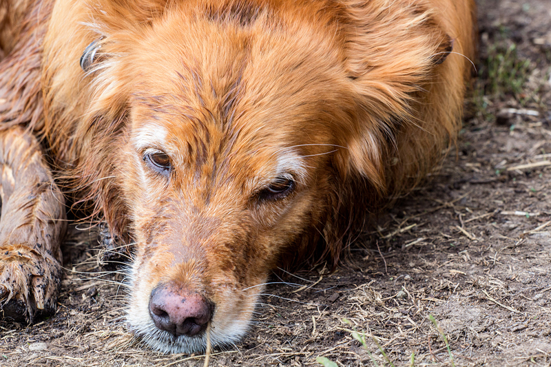 Old Man Charlie 