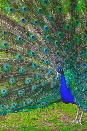 Peacock