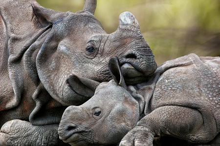 Rhino Break