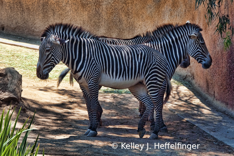 Zebra voting - ID: 15929866 © Kelley J. Heffelfinger