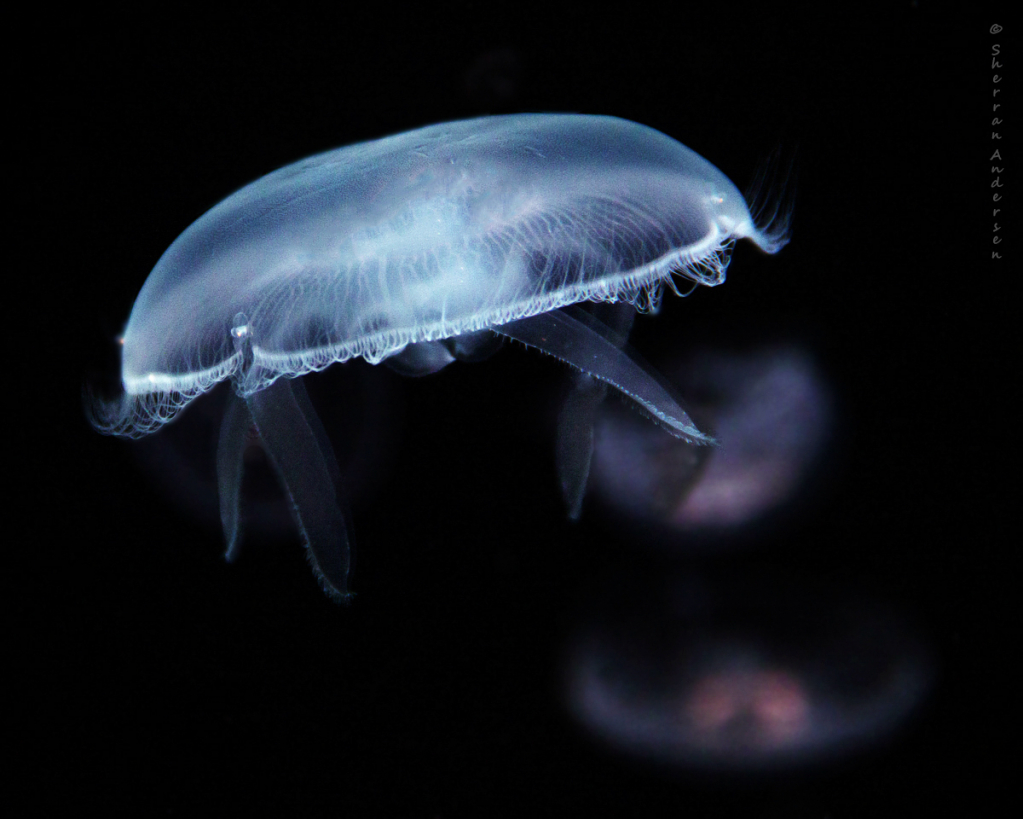 Moon Jelly