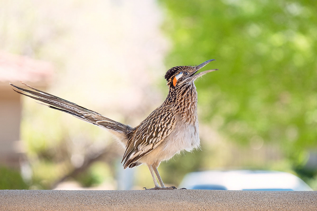 Roadrunner ... beep, beep