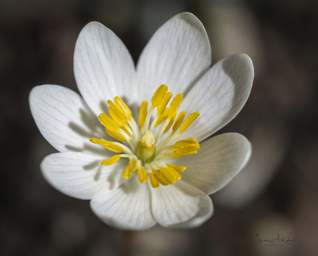 Bloodroot