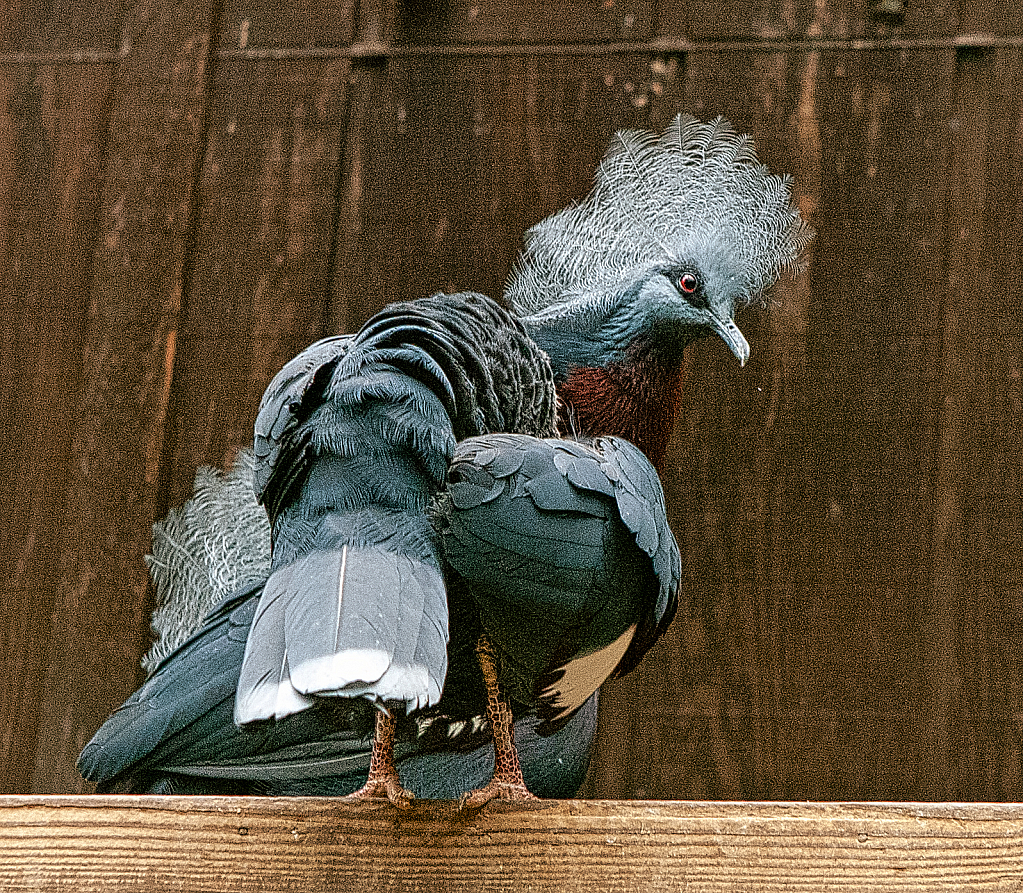 Scheepmaker's crowned pigeon - ID: 15930058 © Janet Criswell