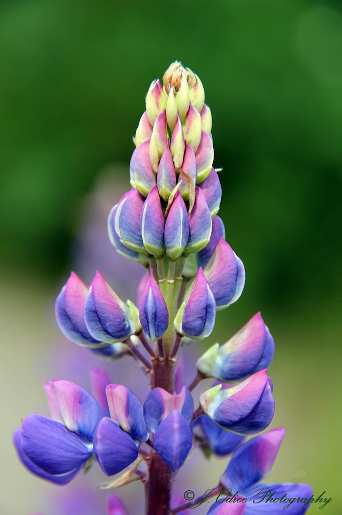 Lavender Lupine