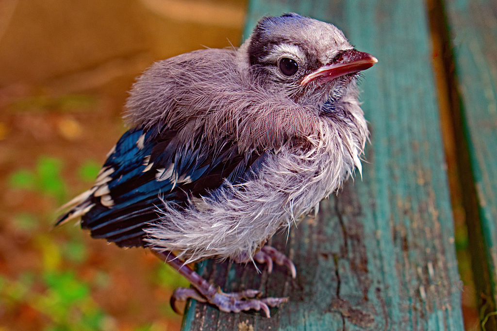 Baby Bluejay on a Park Bench