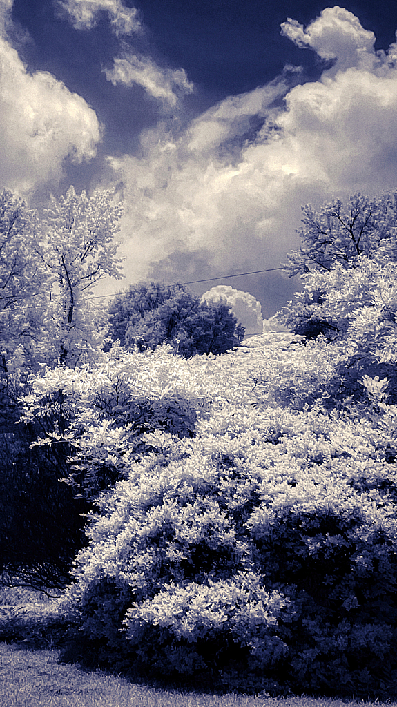 IR on IPhone - ID: 15930146 © Janet Criswell