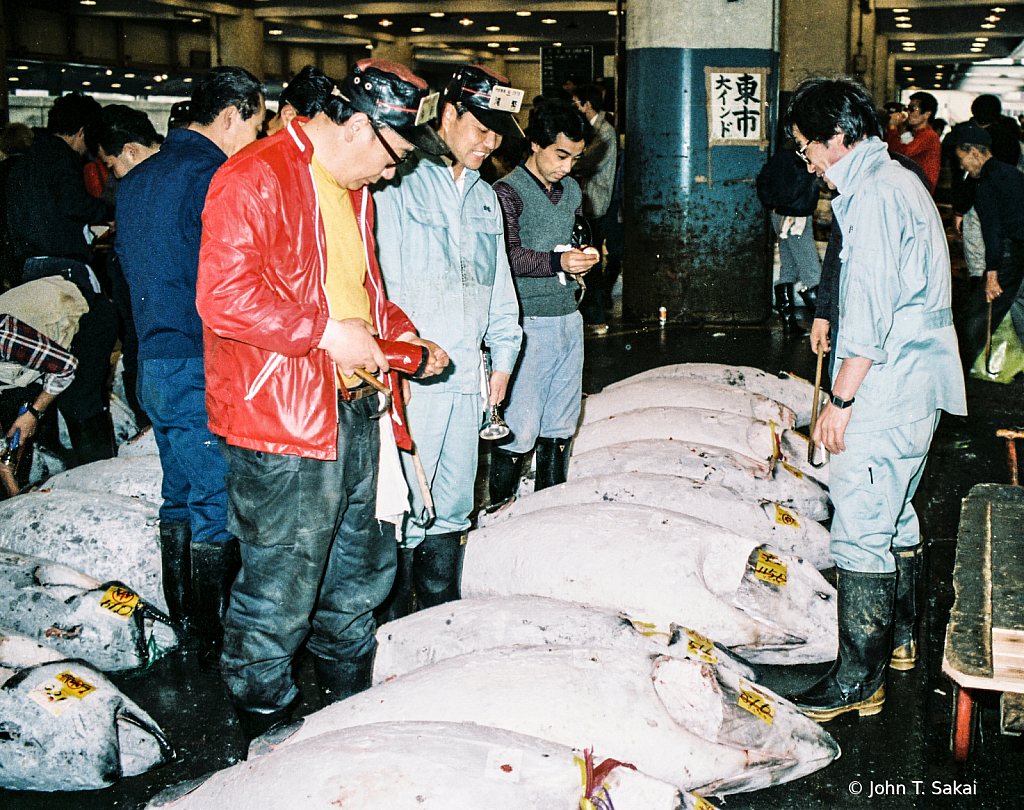 Inspecting Tuna Before the Auction - ID: 15930204 © John T. Sakai