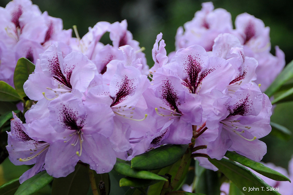 Rhododendron - ID: 15930207 © John T. Sakai