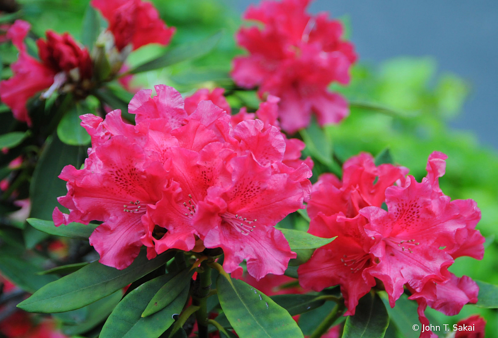 Rhododendron - ID: 15930210 © John T. Sakai