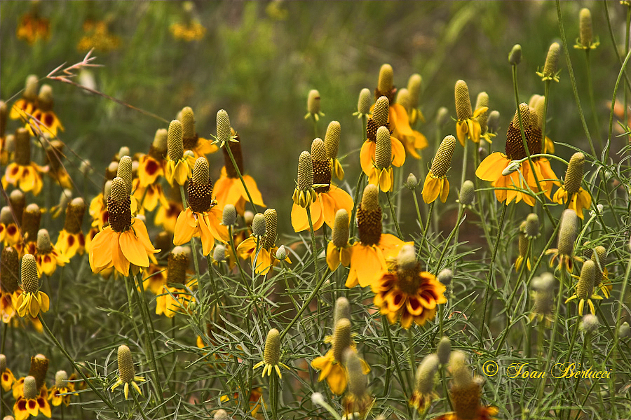 Coneflowers