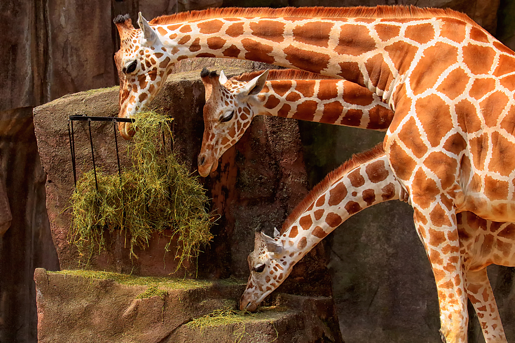 Three Giraffes