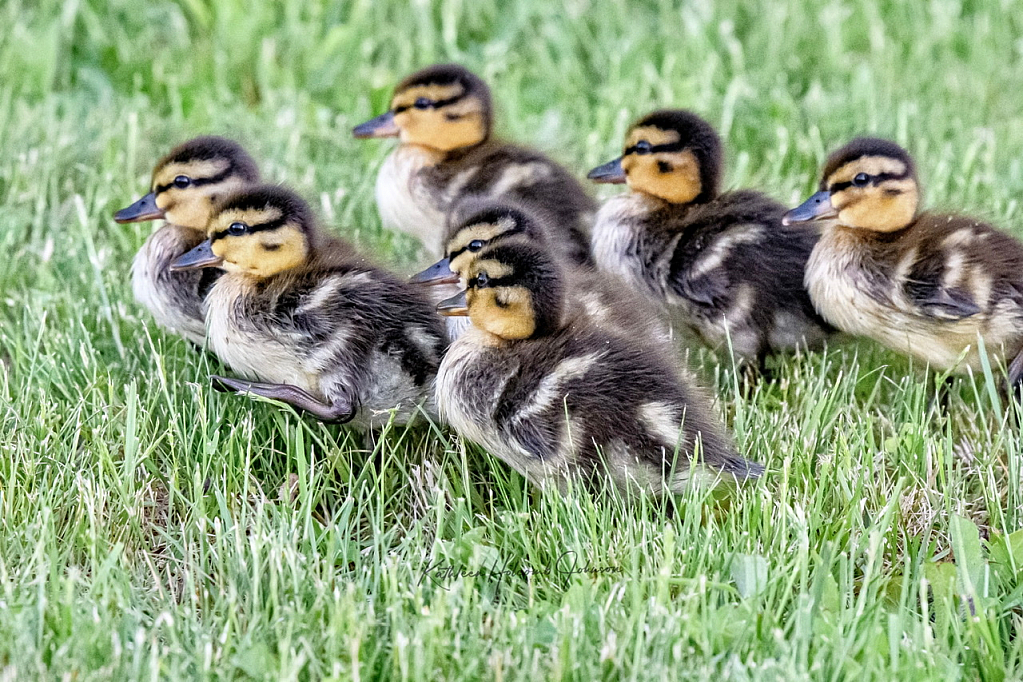 The March of Ducks is On!