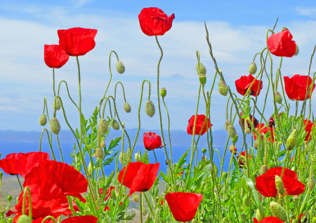 Poppies.