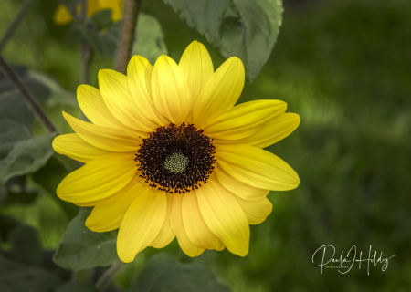 Sunflower and Sunsine