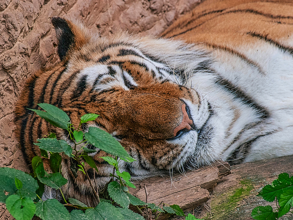 Sleeping Tiger - ID: 15930601 © Janet Criswell