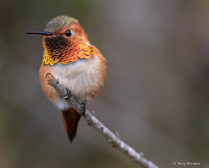 Photography Contest Grand Prize Winner - June 2021: Allen's Hummingbird