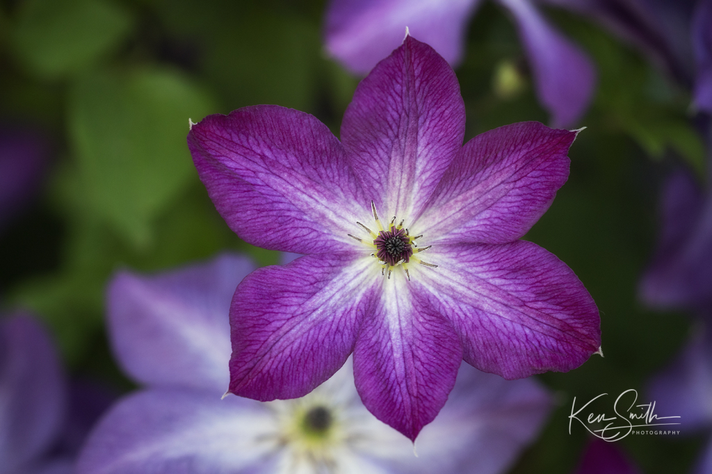 Purple Flower 