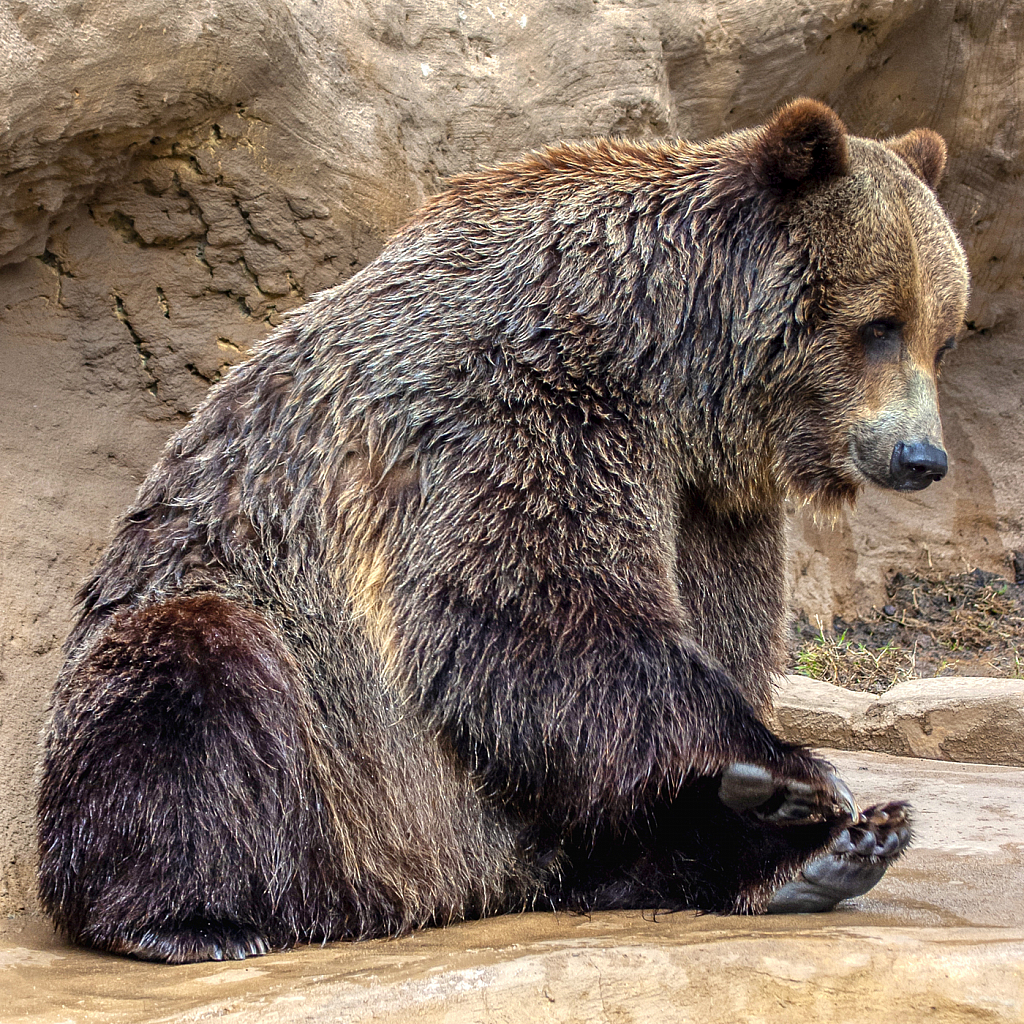 Grizzly - ID: 15930700 © Janet Criswell