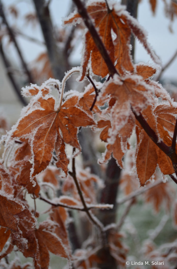 Frostbitten Foliage