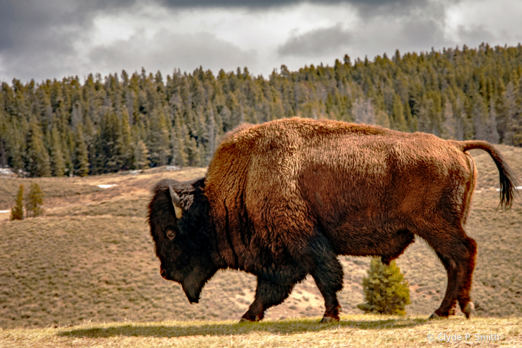 Yellowstone  Bison  - ID: 15930851 © Clyde Smith