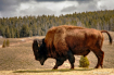Yellowstone  Biso...