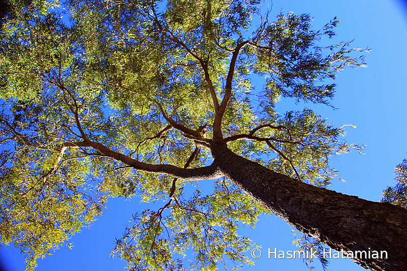 Tree of Life! - ID: 15931161 © Hasmik Hatamian