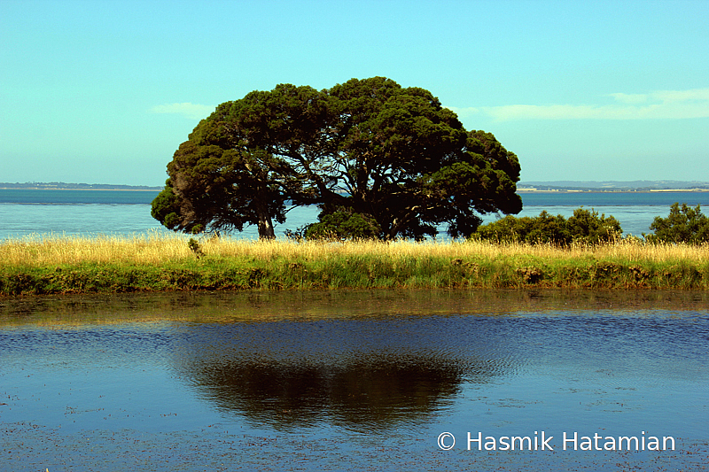 Island tree! - ID: 15931163 © Hasmik Hatamian