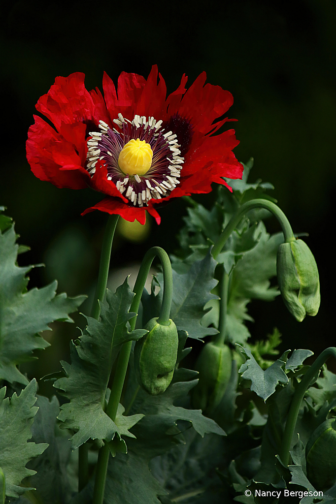 Red Poppy