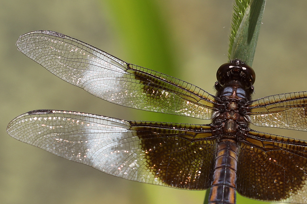 dragon macro