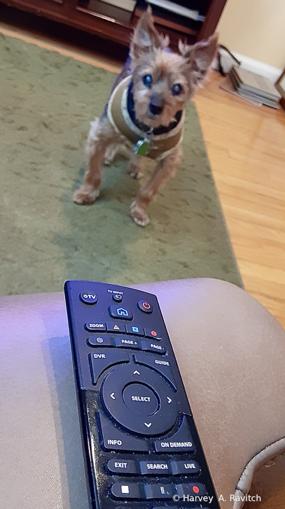 Remote Control Dog ..