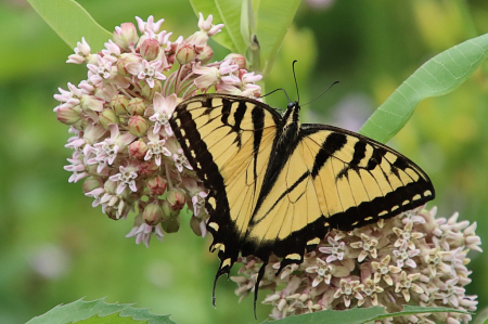 Swallowtail and Milkweed