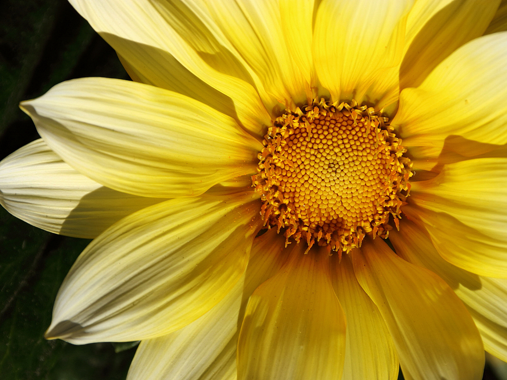 Cream yellow gazania