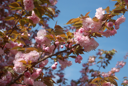 Cherry Blossom Time