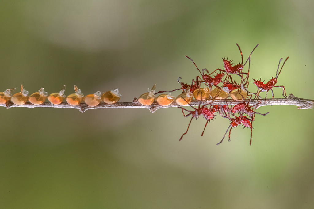 A Whole Bunch of Red Assassin Bugs