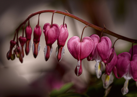 Hearts On A Stem