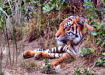 Tiger at Rest 