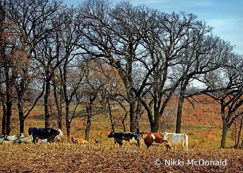 Rural Landscape - Beat the Heat