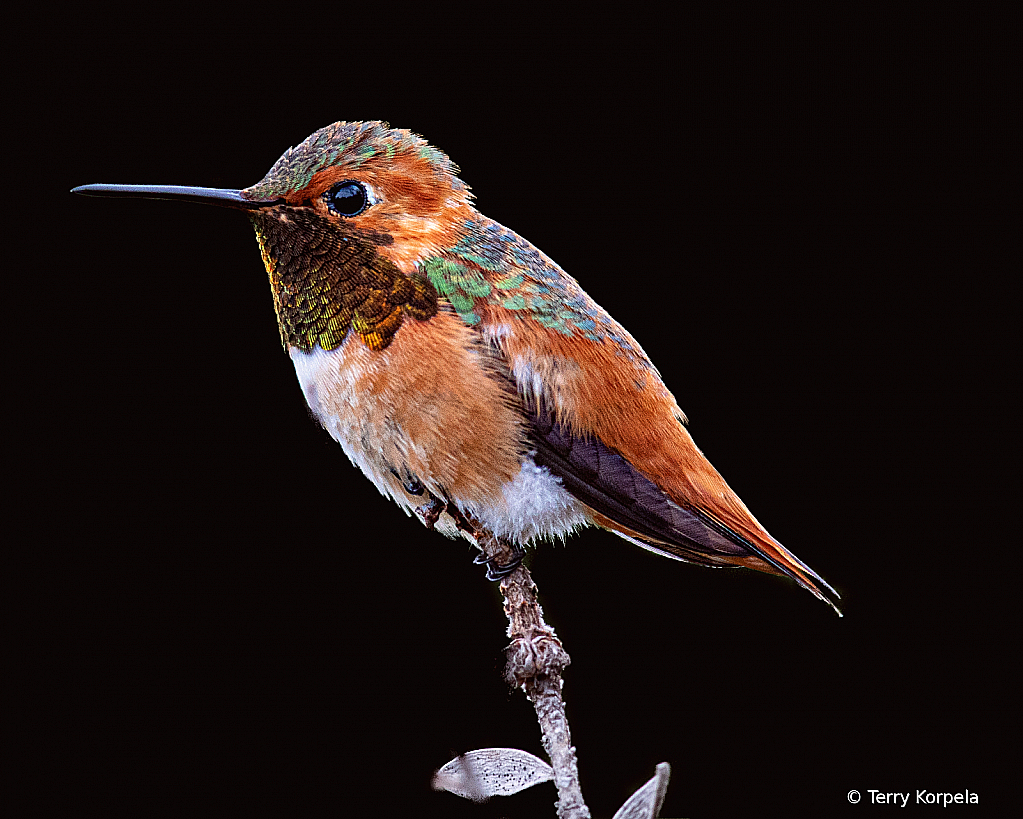 Allen's Hummingbird - ID: 15931740 © Terry Korpela