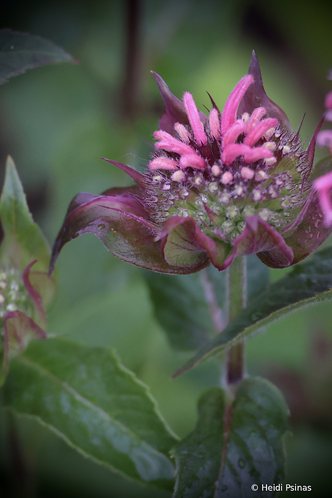 Monarda