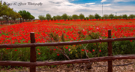 Field of Dreams