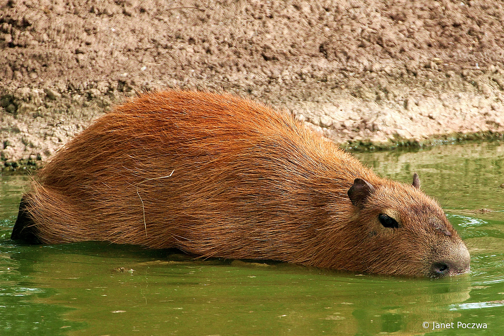 Capybara submerging