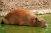Capybara submergi...