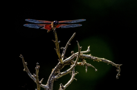 Red and Blue Dragonfly